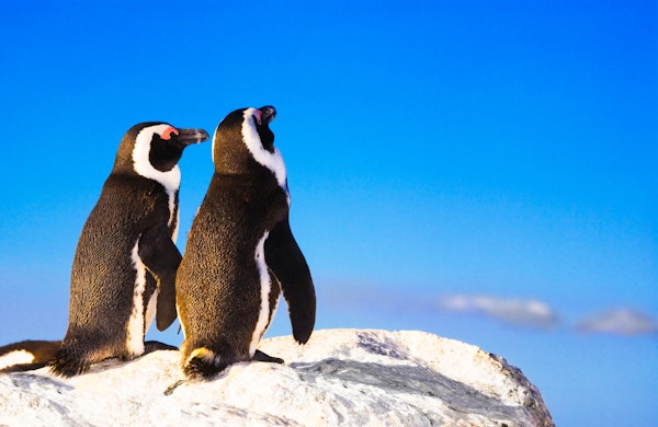 Et par pingviner ser ut som om de holder hender mens de ser på himmelen. Og det er ikke helt fjernt. Disse afrikanske pingvinene tilhører en monogam art (Spheniscus demersus). De livslange partnerne tar svinger for å rugge eggene sine og mate ungene sine.