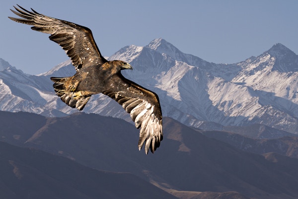 En kongeørn som flyr med Tien Shan-fjellene i bakgrunnen nær Bishkek, Kirgisistan.