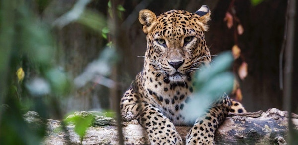 Ceylon leopard som ligger på en trestokk og ser rett frem.
