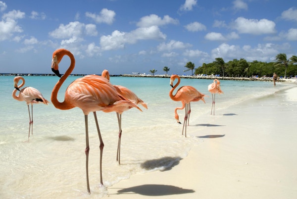 Flamingoer som står nær sjøen på en strand i Aruba.