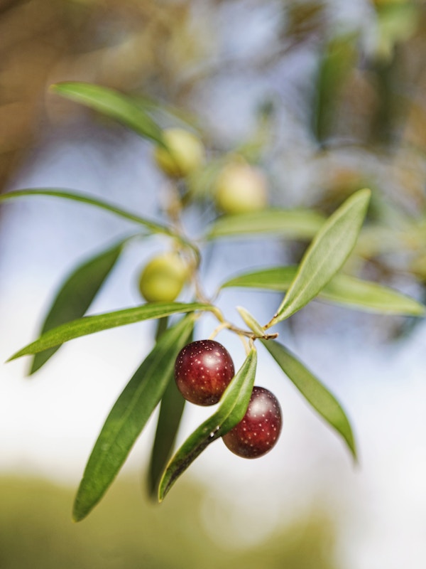 Umodne, røde oliven henger ytterst på grenen på oliventreet foran en blurret bakgrunn