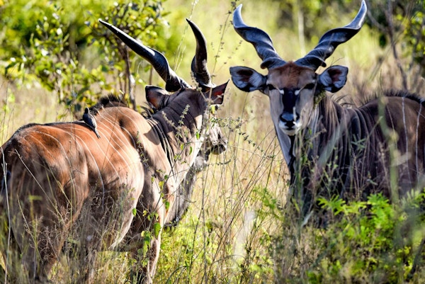 Spennende dyreliv venter på deg i Vest-Afrika.