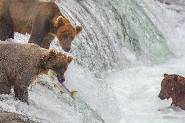 Grizzly bærer fiske etter laks ved Brooks Falls, Katmai NP, Alaska