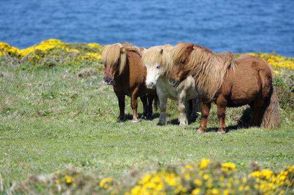 Ville Shetland Ponnier står på en eng ved Atlanterhavet, Cornwall, Storbritannia."