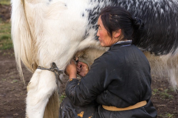 Middelaldrende mongolsk kvinne som melker en svart og hvitfarget yak i Nord-Mongolia. Khuvsgol, Mongolia.