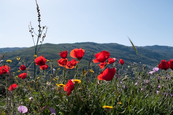 Alpujarra-regionen i Spania. Ville vårvalmue-blomster.