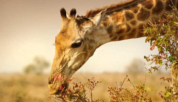 Giraff i Sør-Afrika som spiser planter.