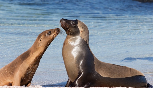 To sjøløver på Galapagos.