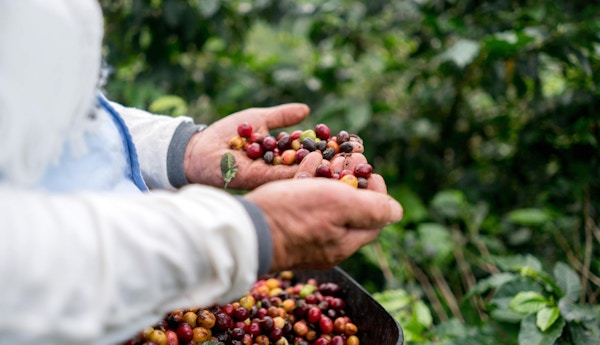 Nærbilde av hendene til en bonde som samler kaffebønner på en gård og høster avlingen