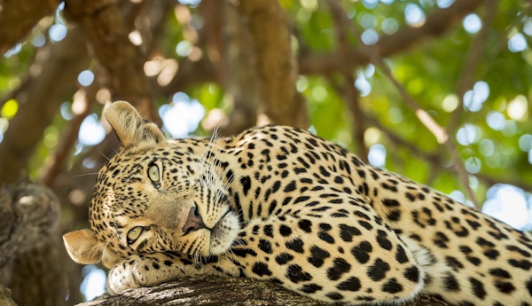 Leopard hviler i et tre.