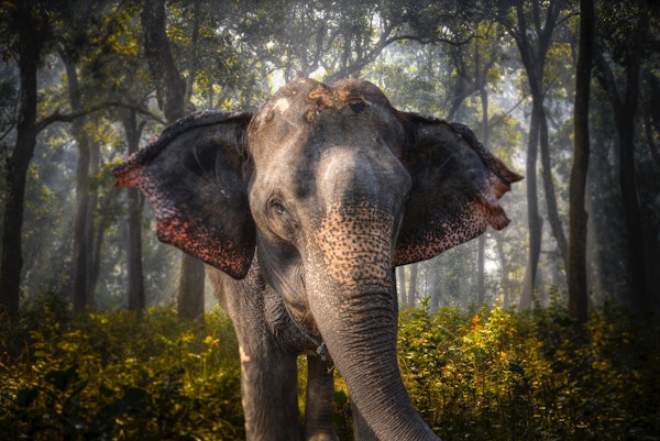 Elefant i Chitwan. I junglen i Nepal