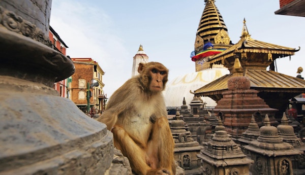 Ape sitter på swayambhunath stupa i Katmandu, Nepal