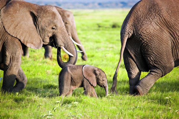 Elefantfamilie på afrikansk savanne. Safari i Amboseli, Kenya, Afrika
