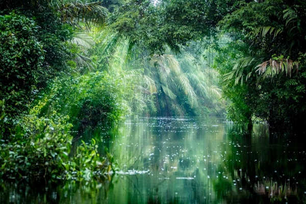 Tortuguero, Costa Rica. Regnskog med lysstråle og vegetasjon, morgen gjennom kanalene.