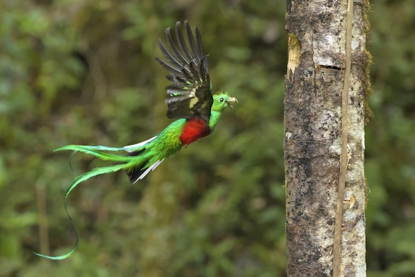 Quetzal i fri utfoldelse i Costa Rica.
