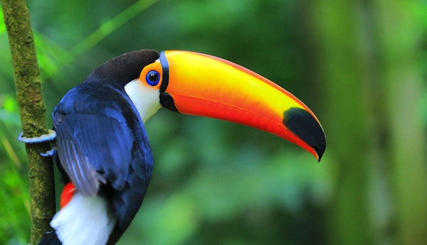 Fargerik tropisk fugl i Amazonas.