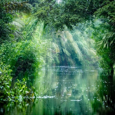 Tortuguero, Costa Rica. Regnskog med lysstråle og vegetasjon, morgen gjennom kanalene.