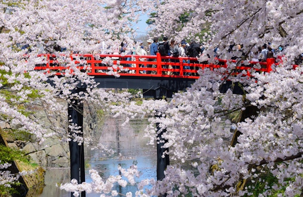 Kirsebær blomstrer (Sakura) ved Hirosaki Castle Park i Hirosaki by, Aomori prefektur, Japan.