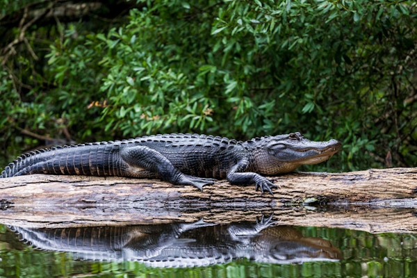 Alligator i Everglades.
