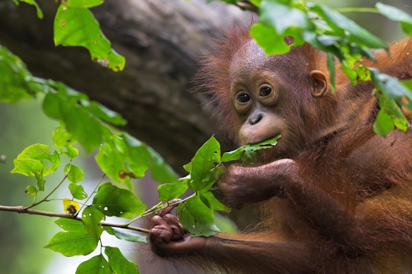 Orangutang i jungelen i Borneo, Malaysia.
