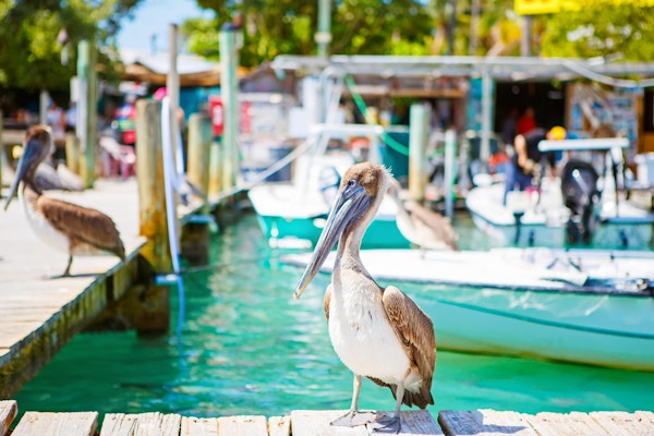 Store brune pelikaner i havnen i Islamorada, Florida Keys. Venter på fisk på Robbie's Marina