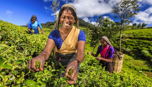 Tamilske kvinner som plukker teblad i nærheten av Nuwara Eliya, Sri Lanka (Ceylon). Sri Lanka er verdens fjerde største produsent av te, og industrien er en av landets viktigste kilder til valutakurs og en betydelig inntektskilde for arbeidere.