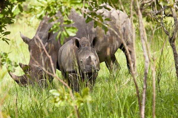Hvit neshorn på Ziwa Rhino Sanctuary, Nakasongola, Uganda - mini horn