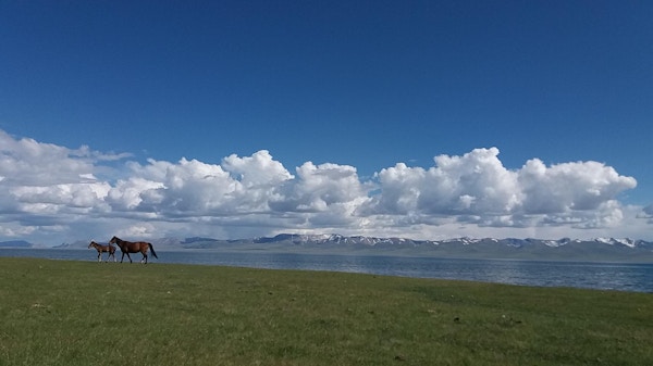 Hester ved Song Kul-innsjøen i Kirgisistan