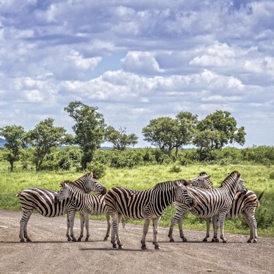 Sebraer på savannen i Kruger nasjonalpark, Sør-Afrika.