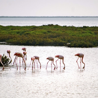 Flamingoer i Camargue