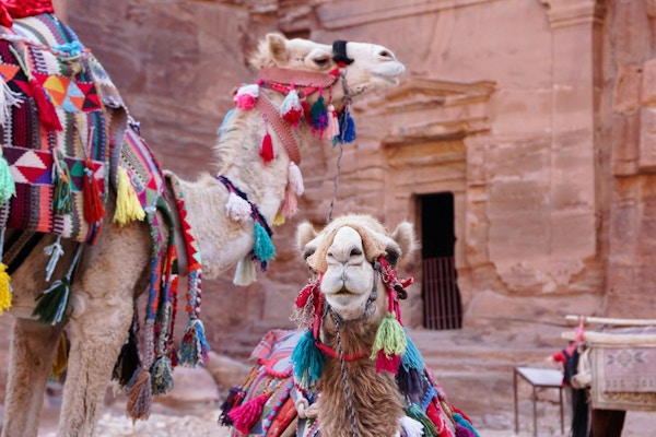 Jordan petra camel