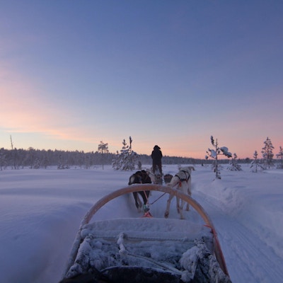 Hundesledetur på Finnmarksvidda