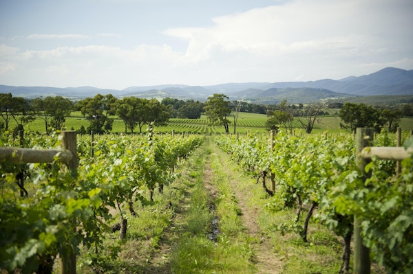Rader av druer med vinstokk på en vingård i Yarra Valley, Victoria, Australia