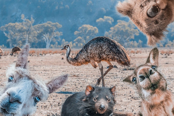 Morsom collage av dyr som bor i Australia - Emu, Koala, Kangaroo, Tasmanian Devil og Alpaca
