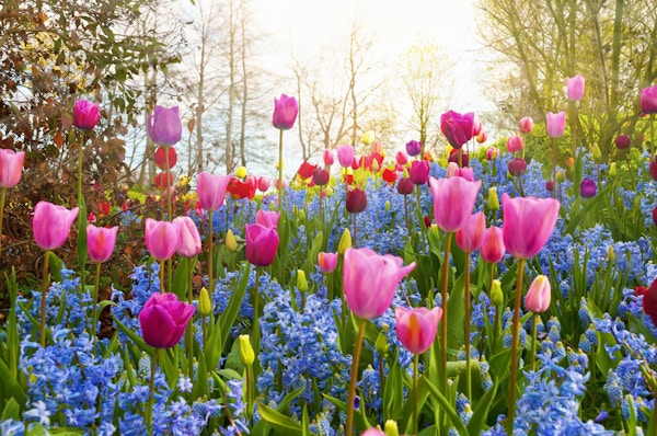"Flerfargede vårblomster i en park. Plasseringen er Keukenhof-hagen, Nederland. Andre tulipanbilder:"