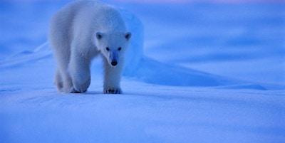 Isbjørner på vandring i den kalde vinteren