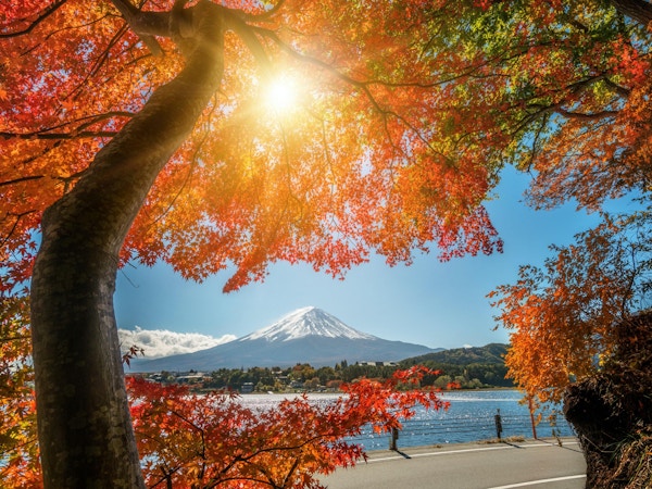 Fargerik høst i Fuji-fjellet, Japan - Kawaguchiko-sjøen er et av de beste stedene i Japan å glede seg over Mount Fuji-landskapet med lønneblader som endrer farge og gir bilde av de bladene som rammer inn Fuji-fjellet.