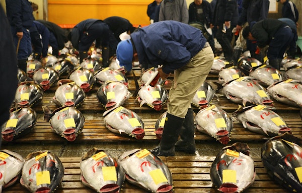 Tunfisk blir inspisert på tokyo-fiskemarkedet