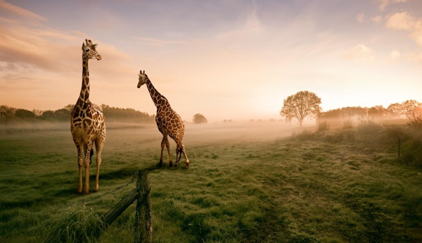 To giraffer på savannen i Sør-Afrika