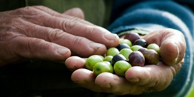 Oliven som ligger i en manns hånd