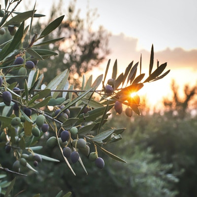 Oliventrær ved solnedgang