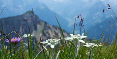 Sveits edelweiss