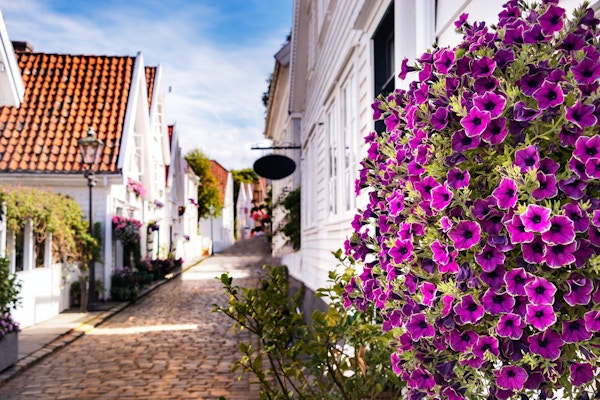 Lavander stemorsblomster blomstrer utendørs i sentrum av Stavanger, Norge.