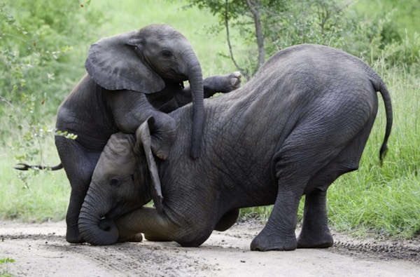 Afrikanske elefanter