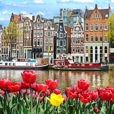Nydelig landskap med tulipaner og hus i Amsterdam, Holland (gratulasjonskort - konsept)