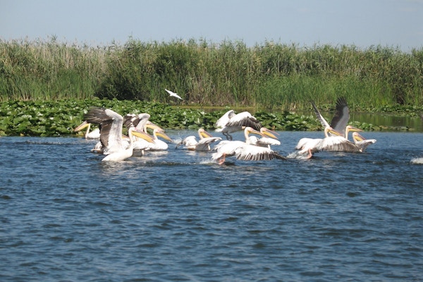 Pelikaner i vann