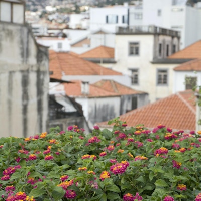 Koselige blomster i Madeira