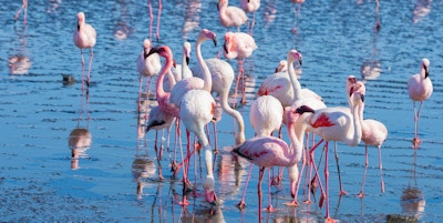 Gruppe av rosa flamingoer på sjøen ved Walvis Bay, den atlantiske kysten av Namibia, Africa.