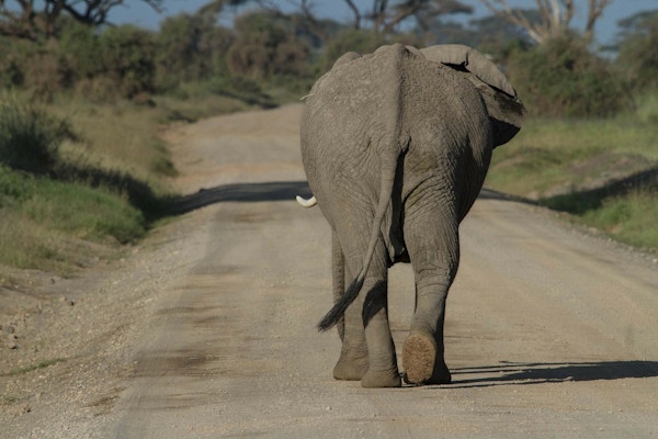 Elefant sett bakfra på landevei.