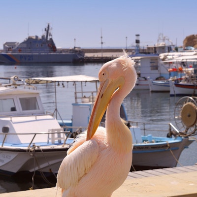 En rosa pelikan er en vanlig besøkende i Pafos havn på Kypros